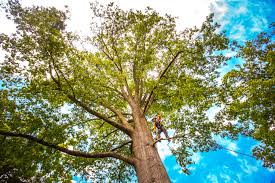 Best Tree and Shrub Care  in Delta, CO