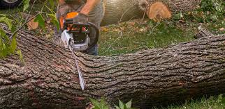 Best Hazardous Tree Removal  in Delta, CO