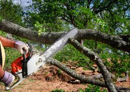 Best Fruit Tree Pruning  in Delta, CO