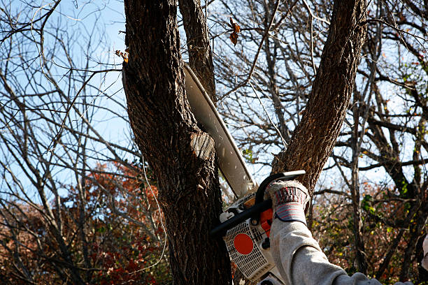  Delta, CO Tree Services Pros