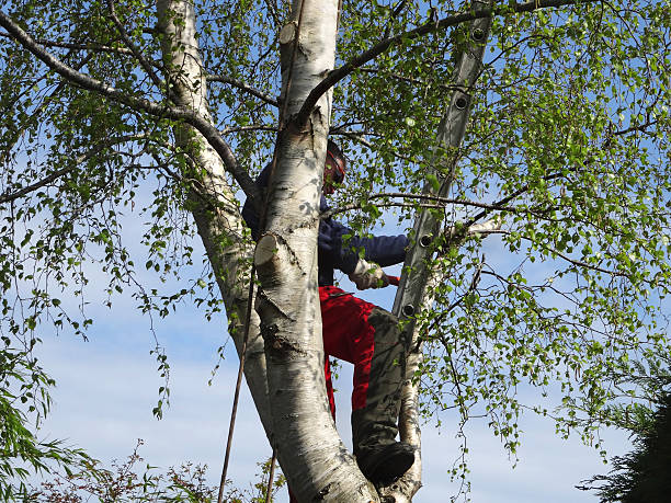 Best Tree Disease Treatment  in Delta, CO