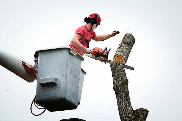 Best Leaf Removal  in Delta, CO