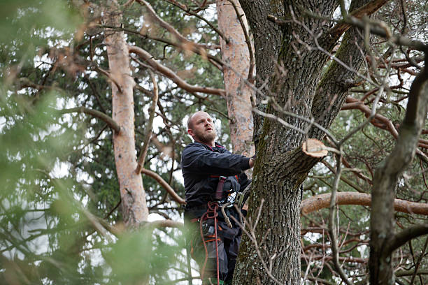 Best Tree Health Inspection  in Delta, CO