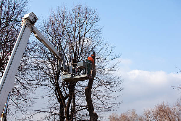 Mulching Services in Delta, CO