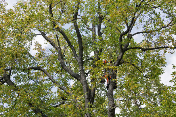 Best Tree Risk Assessment  in Delta, CO